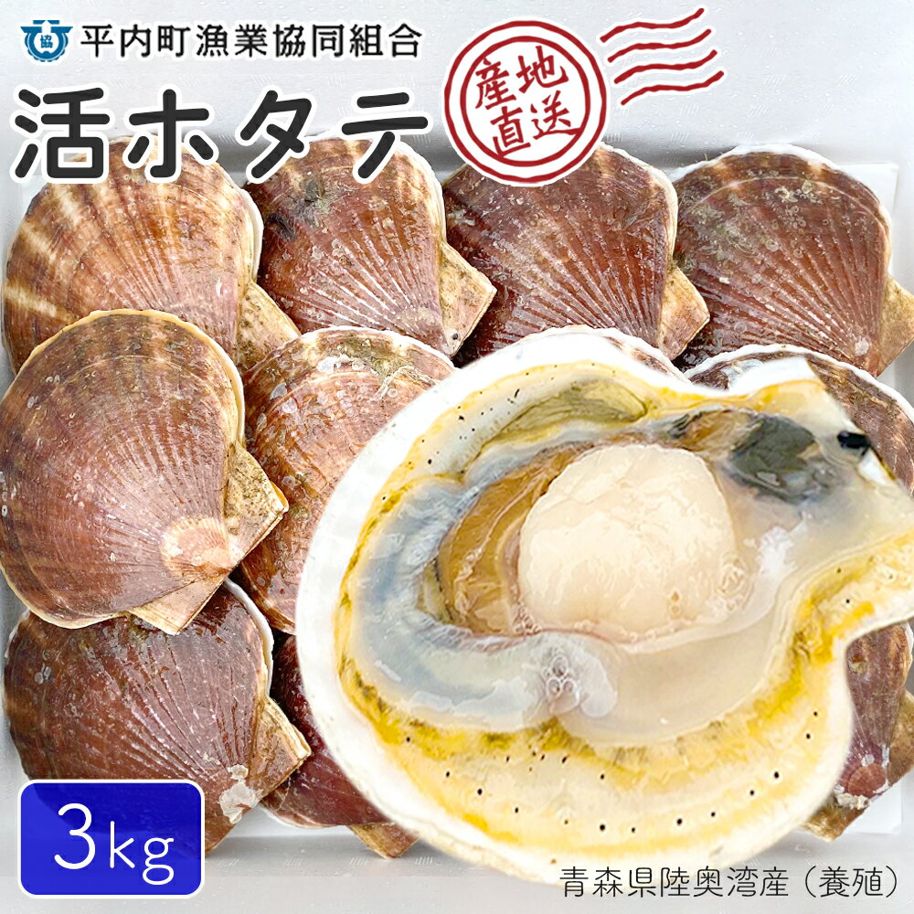  青森県陸奥湾産活ホタテ 3kg（小さめサイズ 約24〜30枚） 海の幸 産直 お取り寄せ グルメ 生ホタテ ほたて 帆立 貝柱 貝ひも 刺身 海鮮丼 貝焼き キャンプ バーベキュー お歳暮 御歳暮 歳暮 ギフト