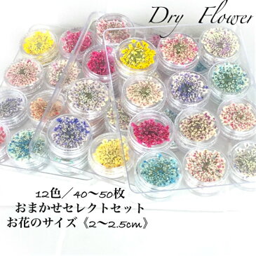 100%国産!高品質!ドライフラワー《12色40枚/パステルカラー/カラーおまかせ》花材 押し花 ネイル 素材 セット 詰め合わせ スマホケース ジェルネイル 材料 ネイルチップ 夏 花火 海 夏祭り ネイル シール 花 手作り 花材 ネイルパーツ 花 ビタミンカラー