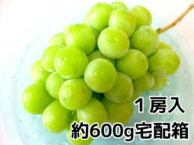 島根ぶどう!シャインマスカットご自宅用宅配箱1房入約600g9月上旬ごろより順次発送予定島根産【マスカット 取り寄せ】【自家用にお試しに最適!】【シャインマスカット 取り寄せ】【旬の果物・フルーツ・くだもの】