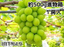 ぶどう 早く食べたい！【早期出荷品】シャインマスカット島根ぶどう進物箱1房500g〜【島根県産】ギフト【中元・贈り物に最適！】同梱不可・日時指定不可【お中元シャインマスカット】ぶどう中元・お中元ギフトに最適