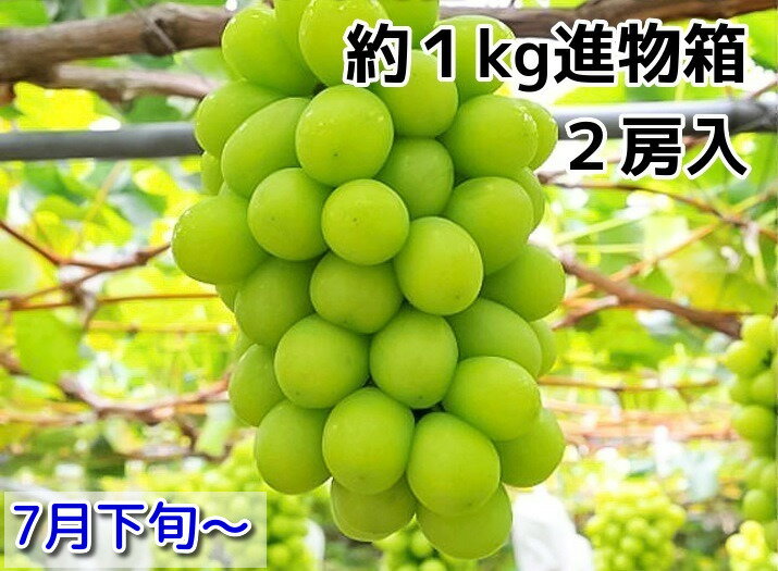 早く食べたい！【早期出荷品】シャインマスカット島根ぶどう進物箱1kg入(約500g×2房)【島根県産】ギフト【中元・贈り物に最適！】同梱不可・日時指定不可【お中元シャインマスカット】ぶどう中元・お中元ギフトに最適