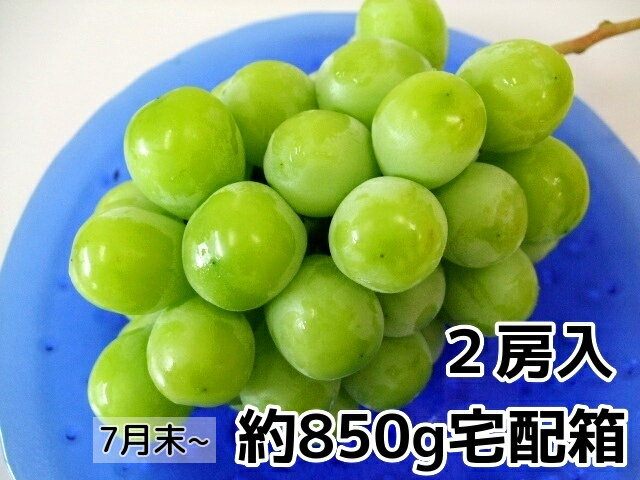 島根ぶどう!シャインマスカットご自宅用宅配箱2房入り約850g島根産【取り寄せ マスカット】旬の走り!8月上旬ごろより順次発送予定【自家用にお試しに最適!】旬のフルーツ!旬のブドウ【旬の果物・フルーツ・くだもの】