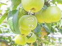 なつひめ（新品種）鳥取県園芸試験場で育成され平成19年3月に登録された青梨です。高糖度の赤梨「筑水」に「おさ二十世紀」をかけあわせて育成されました。 苗木は鳥取県内向けにしか流通しておらず、鳥取県オリジナルブランド梨として栽培が広まっています。 果皮は二十世紀と同様黄緑色で美しく。果肉は、赤梨を交配しているため、糖度は高く、中心部の酸味も少なく、青梨特有のシャリシャリした食感もあります。 二十世紀梨より収穫がやや早く、糖度が高いことが特徴です。鳥取梨の甘えん坊「なつひめ」の透きとおる甘さをご賞味ください。 ◇産地：　鳥取県 瑞々しく上品な味の青ナシ！ 収穫期 :幸水より遅く、二十世紀より早い 日持ち :室温条件下で10日程度 糖 度 :有袋栽培で12度程度（二十世紀より高い） ※箱の図柄は県内各産地により違いがございます。 また、変更になる場合もございます。 ◇内容量：　5kg(5L10玉)(4L12玉)(3L14玉)(2L16玉)(L18玉) ※玉数のご指定はご遠慮くださいませ。 ◇保存は冷所で保存いただき、なるべく新鮮なうちにお召し上がりください。 ◇発送は8月下旬ごろから8月末ごろまで鳥取産のブランド梨『なつひめ』 強い甘みの中に爽やかな酸味を感じる見事なハーモニー♪たっぷりの果汁とシャリシャリの食感が絶妙なバランス! その味は二十世紀らしいシャリシャリとした食感やみずみずしさを引き継ぎながら、もう1つの親である赤梨の「筑水」に由来する甘さが特徴で、糖度基準は11.5度と、二十世紀よりも1度高く、青梨ではもっとも高いと言われます。 その品質の高さから、鳥取県が推進する「二十世紀梨」由来の新品種をブランド化する取り組み、「因伯兎（インパクト）世紀」の第1弾に選ばれました。 その上品な風味に加え涼やかな黄緑色が目にもおいしいまさに「なつひめ」の名に相応しい梨です。 二十世紀のDNAを確かに受け継ぎつつ、より甘く、より鮮やかに、夏の終わりを彩ります。