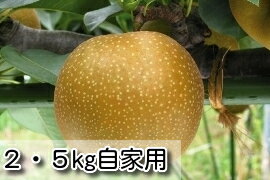 糖度保証の梨！新甘泉（しんかんせん）梨 自家用玉サイズ(8〜10玉)2.5kg箱【鳥取の旬のフルーツ「初秋」】【店長おすすめ旬の梨】8月末ごろより順次発送予定【旬の果物・フルーツ・くだもの】【なし　取り寄せ】【梨　取り寄せ】のサムネイル