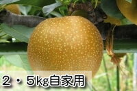 糖度保証の梨！新甘泉（しんかんせん）梨 自家用玉サイズ(8〜10玉)2.5kg箱【鳥取の...