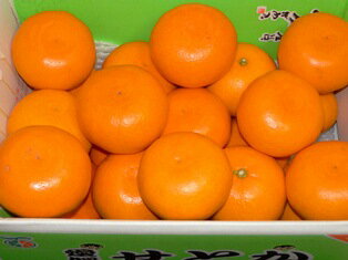 【贈り物に最適】愛媛の柑橘〜せとか5kg箱2月下旬ごろより順次発送予定