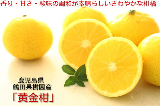おうごんかん黄みかん鹿児島の旬のフルーツ『春』鶴田果樹園の黄金柑化粧箱入り3月末頃より順次発送予定 おうごんかん黄みかん鹿児島の旬のフルーツ『春』鶴田果樹園の黄金柑化粧箱入り3月末頃より順次発送予定