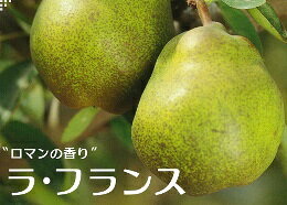 「ラフランス」は、見た目はちっとも美人じゃないけど、まろやかでこくのある上品な味です。豊かな芳香もある洋ナシです。 ◇産地:山形産 ※時期により県内産地が異なります。産地のご指定はご遠慮ください。 ◇内容量 約2.5kg(6玉〜8玉) 約5kg(10玉〜16玉) ※玉数のご指定はご遠慮ください。 ●サンプル画像は3Lサイズ(1玉約370g)7玉入りです。 ◇発送は11月上旬〜12月中旬に順次発送予定でございます。 ※生鮮品につき天候等の影響で時期が前後する場合がございますのであらかじめご了承くださいませ。 ◇荷姿：ギフト箱で包装してから、1箱のときは発送用バックに入れて、2箱以上のときはダンボール紙等で梱包して発送いたします。 ☆「ラフランス」は、とてもデリケートな果物で収穫したてのものは、硬いのでメロンのように食べ頃になるまで追熟してから、おいしく食べられます。 は、軸の周りの部分を軽く押してやや軟らかくなった頃です。食べ頃になったらラップ又はポリ袋等に包んで冷蔵して保存してください。 ご自宅用はもちろん、お中元・お歳暮・敬老の日・誕生日・内祝い・お祝い・お礼などの贈り物や、ご進物、ご贈答、ギフト、プレゼントにもおすすめです。大切な方へ旬の美味しさをお届けいたします。包装と発送荷姿はコチラをご覧ください。