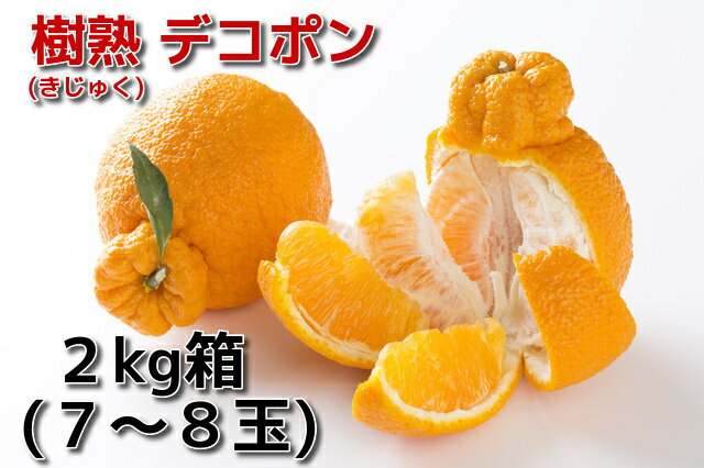 蒲郡産温室デコポン2kg箱【愛知県の旬の果物】樹熟でこぽん【進物に最適】不知火しらぬい4月上〜中旬より順次発送