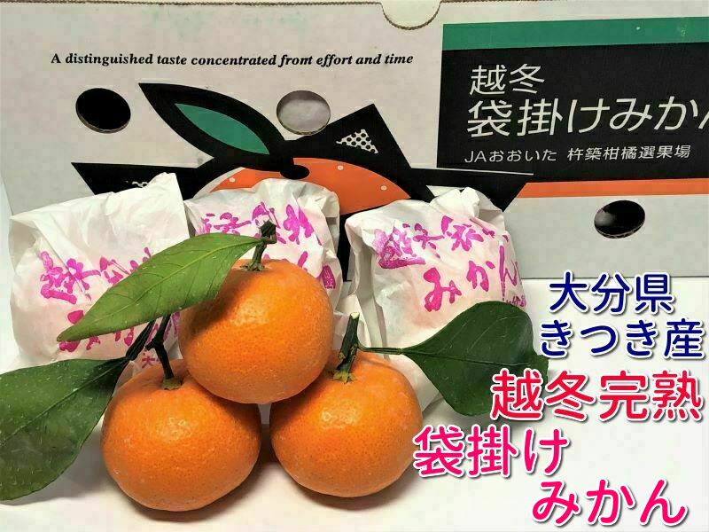 旬のみかん！大分きつき産越冬完熟袋掛けみかん約2.5kg箱35〜40個入り【大分みかん】【杵築みかん】JAおおいた杵築柑橘2月上旬ごろより発送予定のサムネイル