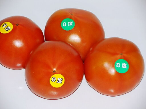【出雲フルーツトマト】糖度8度以上500gパック入自家用にいかがですか♪島根産のフルーツトマト店長おすすめ【立久恵とまと】【とまと 取り寄せ】【トマト 取り寄せ】2月下旬より順次発送予定 【出雲フルーツトマト】糖度8度以上500gパック入自家用にいかがですか♪島根産のフルーツトマト店長おすすめ【立久恵とまと】【とまと 取り寄せ】【トマト 取り寄せ】2月下旬より順次発送予定