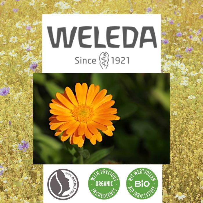 ヴェレダ エーデルワイスUVバリアクリーム SPF50+ PA+++ 60ml 1年中使えるUVケア オーガニック 日焼け止め 天然由来成分100% 紫外線 UVクリーム WELEDA 顔用日焼け止め ノンケミカル