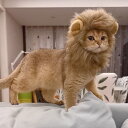 \マラソン限定★ポイント10倍/犬 猫用ウィッグ ペット用帽子 ライオン 猫被り物 可愛いペット用 ウィッグ 犬 猫用帽子 コスプレキャップ 変身 ハロウィン ...