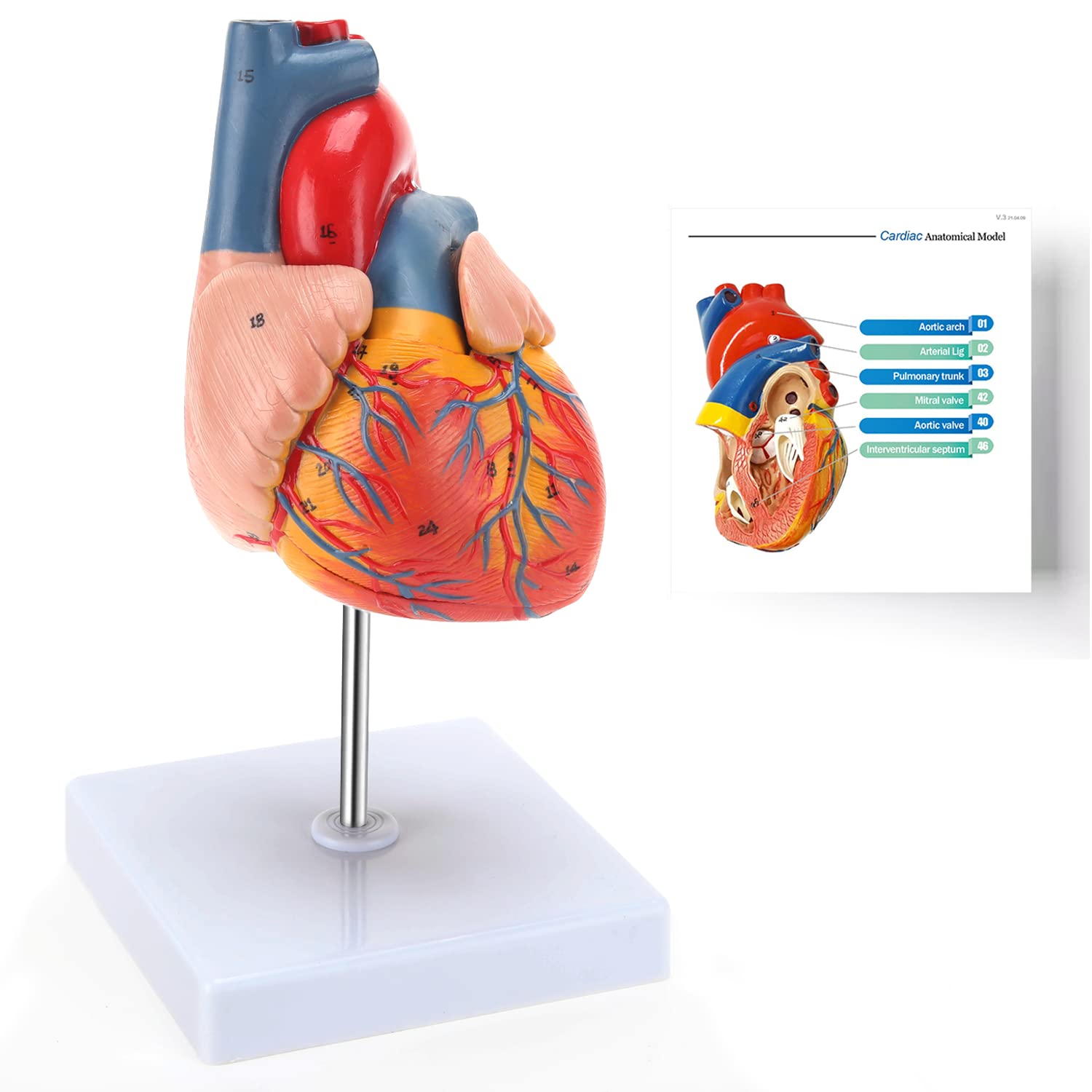 楽天ラッキーストライク心臓模型 モデル 1:1実物大 11*11*12cm 心臓解剖モデル 磁気吸着 教育 学習