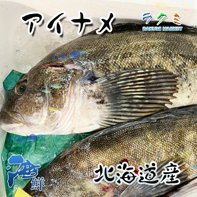 活〆あいなめ 3尾 (1尾 約800~1kg) 前後 北海道産 アイナメ 照り焼き 塩焼き 唐揚げ 煮付