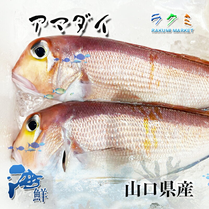 アマダイ 山口県産 2尾(1尾 約400~500g) 鯛 たい 干物 煮付け 塩焼 白身 大変美味