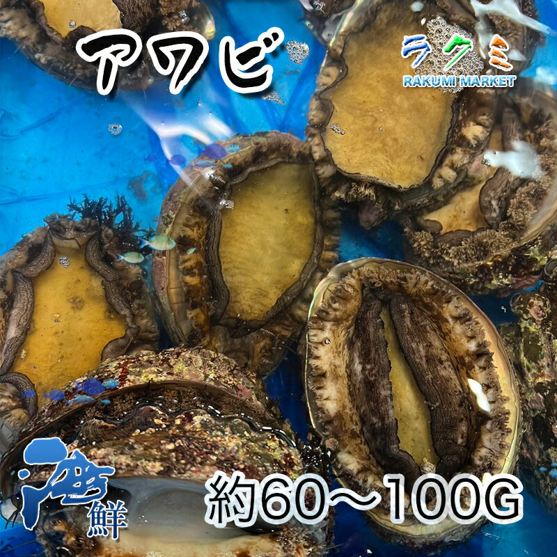 天然 活アワビ 国産 1kg 1個 約60〜100g 刺身 中華風 天ぷら 炊き込みご飯