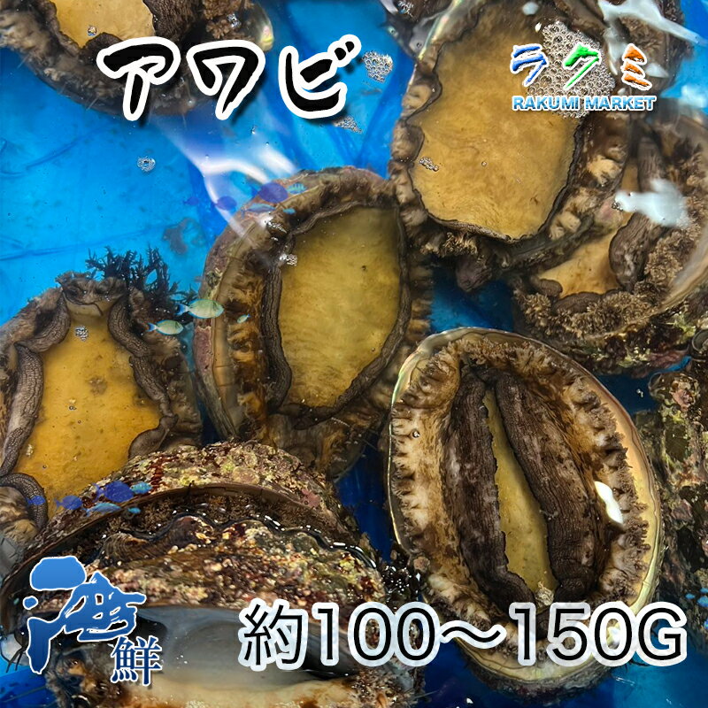 天然 活アワビ 国産 1kg 1個 約100〜150g 刺身 中華風 天ぷら 炊き込みご飯