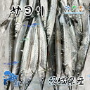 茨城県産 サヨリ 約1kg（1尾 60~80g） 細魚 針魚 さよ...