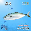 商品詳細 名称 ぶり 内容量 1本　約6～7kg 保存方法 冷蔵 産地名 石川県、島根県など 商品詳細 大きさや地方によって呼び方が変わる魚です。 関東では60~80cmのブリをワラサと呼びます。 鮮度が良く、脂がのっているので、刺身にしたり、ブリ大根等でお召し上がり頂くのがオススメです。 また、ブリの脂質には血栓性疾患を防ぐEPAや脳細胞を活性化するDHAが含まれており、ビタミンB1・ビタミンB2が魚介類の中でも多いです。 ぜひこの機会にお試し頂きたいオススメ商品です。 配送方法 ヤマト運輸のクール便※こちらの商品は冷蔵便での発送となります。 冷凍商品と同梱出来ませんので、ご了承お願い致します。 賞味期限 冷蔵保存で2日以内にお召し上がりください。 備　考 ※写真はイメージです。計量致しますので、実際の商品の見た目とは多少異なる場合が御座います。 ※日時指定の場合、天候（時化などによる入荷の遅れ）・配送上の都合により指定された通りにお届けできない場合がありますので、基本は日付指定はお受けできません。ご理解下さい。 上記をご了承頂ける方のみ日付指定をお受け致します。その場合、指定は10日以内でお願い致します。 ※日付指定優先の場合、入荷状況により予告なくメーカーが変更になる場合が御座います。 その場合発送時、メールでご連絡させて頂きます。