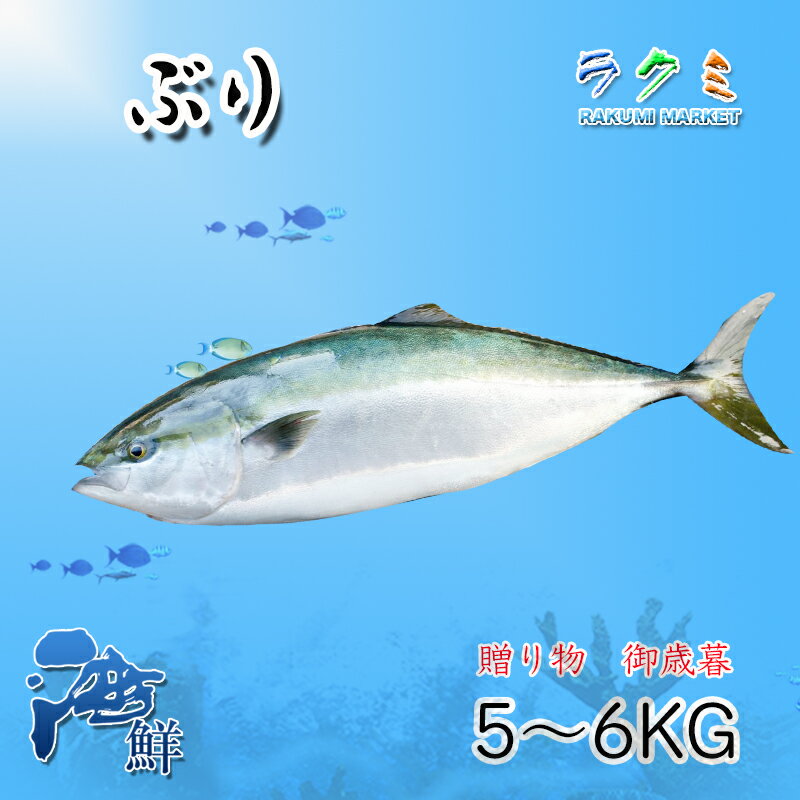 ブリ 1尾 約5~6kg ぶり 鰤 一本物 刺身 漬け カルパッチョ セビーチェ ぶり大根 照り焼き みそ漬け 塩焼き 御歳暮 お祝い 贈り物