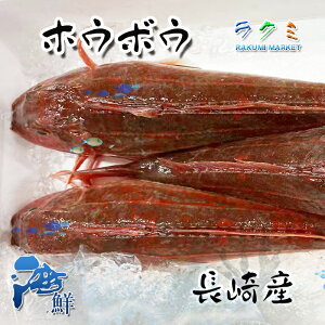 方々魚 ホウボウ 1尾約600〜800g 長崎産 高級食材 刺身 焼き切り 唐揚げ 肝なども美味