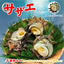 国産 活特大サザエ 約3kg(1個約300~400gサイズ) サザエ さざえ 栄螺 刺身 つぼ焼き 串焼き 蒸し焼き