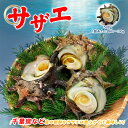 国産 活サザエ 約500g(1個約80~100gサイズ) サザエ さざえ 栄螺 刺身 つぼ焼き 串焼き 蒸し焼き