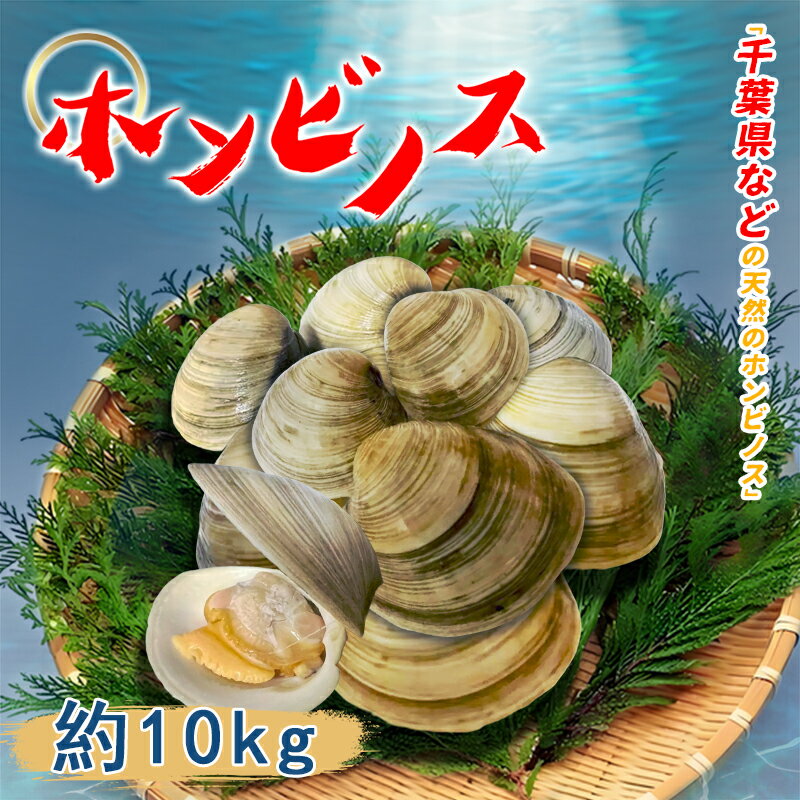 業務用 活ホンビノス 約10kg ほんびのす 貝 国産 貝 ゆでる 贈り物 お祝い バーベキュー みそ汁 すまし..