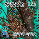 高級素材 伊勢海老 2kg 1匹 約200～250g 伊勢エビ えび 天ぷら 鬼殻焼き 刺身 塩ゆで