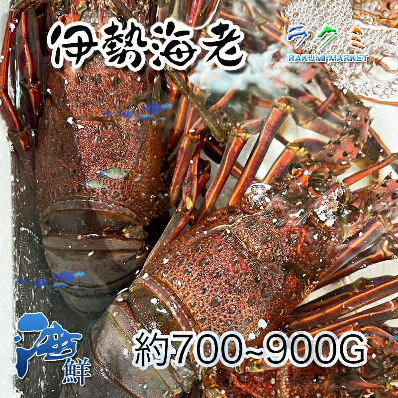 商品詳細 名称 伊勢海老 内容量 2尾　1尾700〜900g 保存方法 冷蔵 産地名 三重県、千葉県など 商品詳細 クルマエビなどにない強い食感とエビらしい風味が楽しめる。 味噌汁や鍋等に大活躍の伊勢海老です！ 一匹豪快に使ってステーキ等もお楽しみ頂けます。 他にも刺身や海老フライ、パエリアやグラタン等にもオススメです。 伝統料理の鬼殻焼きは焼いてしょうゆ味のタレを塗り、仕上げ焼きをしたもの。焼きたてはとてもうまい。生きているものを半割にする。これを七部通り火を通して地を塗りながら仕上げる。 刺身だけを造ると歩留まりが悪い。残った頭部などは適当に切り、みそ汁にする。生きているものを剥き、氷で冷たくした塩水の中で洗う。水分をよく拭き取り食べやすい大きさに切る。面白い食感でほんのりと甘い。 ぜひこの機会にお試し頂きたいオススメ商品です！ 備考：発送段階では必ず生きたままお送りいたしますが繊細な生き物である為、輸送の際の振動などのショックで到着時に死んでしまっていることがありますがご了承下さい。 配送方法 ヤマト運輸のクール便※こちらの商品は冷蔵便での発送となります。 冷凍商品と同梱出来ませんので、ご了承お願い致します。 賞味期限 冷蔵保存で2日以内にお召し上がりください。 備　考 ※出荷時点で、必ず生きたものをお送り致しますが、まれに配送過程で冷蔵による凍死などで死んでしまう場合がございますので予めご了承下さい。鮮度に問題はございません。 ※写真はイメージです。計量致しますので、実際の商品の見た目とは多少異なる場合が御座います。 ※日時指定の場合、天候（時化などによる入荷の遅れ）・配送上の都合により指定された通りにお届けできない場合がありますので、基本は日付指定はお受けできません。ご理解下さい。 上記をご了承頂ける方のみ日付指定をお受け致します。その場合、指定は10日以内でお願い致します。 ※日付指定優先の場合、入荷状況により予告なくメーカーが変更になる場合が御座います。 その場合発送時、メールでご連絡させて頂きます。