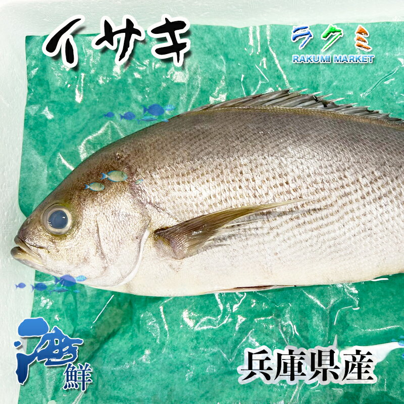 イサキ 3kg(1尾 約200〜300g) いさき 刺身 焼き物 唐揚げ 真子煮つけ 長崎県 兵庫県