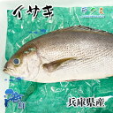 イサキ 1kg(1尾 約200〜300g) いさき 刺身 焼き物 唐揚...