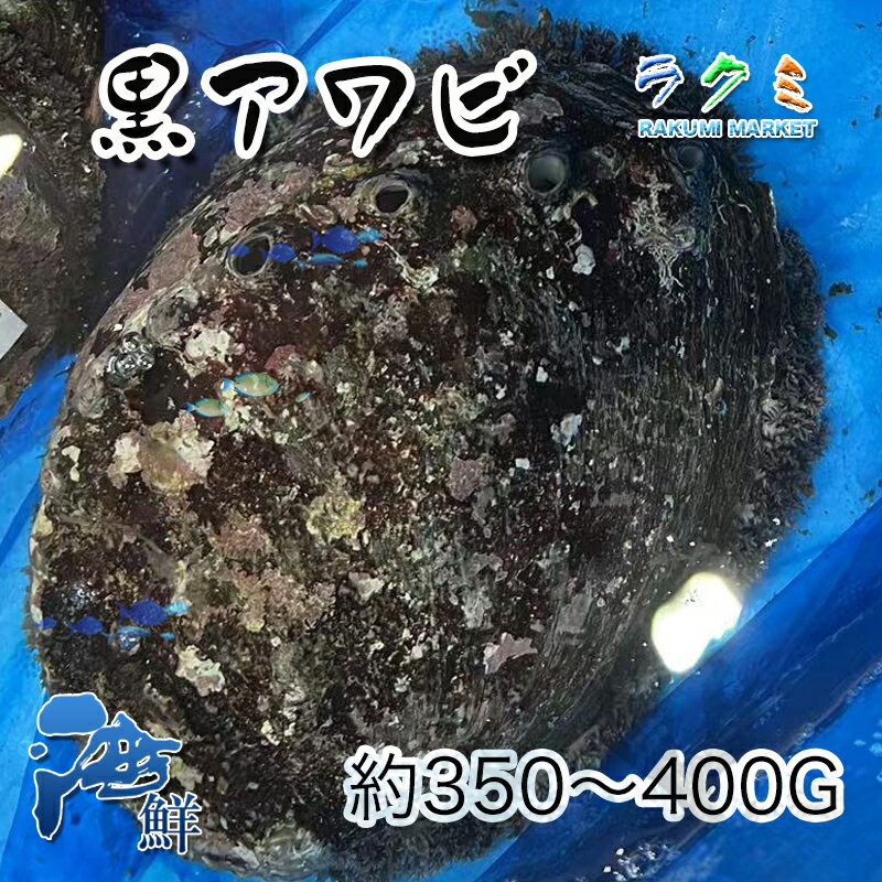 国産 特大 天然活黒アワビ 1個約350~400g アワビ あわび 鮑 千葉産