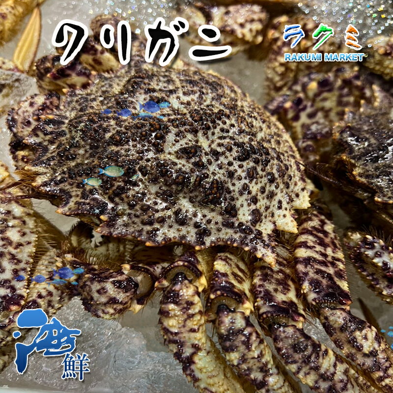 旬は春〜初夏 クリガニ 栗ガニ 4kg (1尾300〜400g) 北海道 蒸す 煮る（塩ゆで、鍋） 焼く 汁（みそ汁）