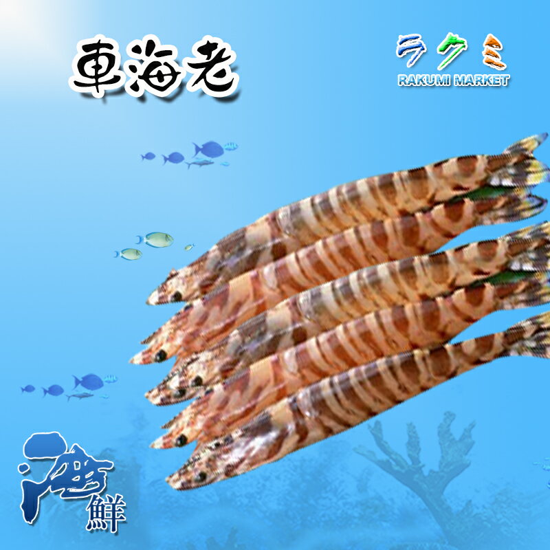 活 クルマエビ 1kg 約40尾入 くるまえび 車海老 揚げる 天ぷら フライ ゆでる 焼く 生食 刺身