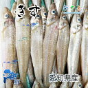 きす 鱚 3kg 愛知県 高級魚 鮮魚 透明感 風味焼き 唐揚げ 刺身 酢じめ