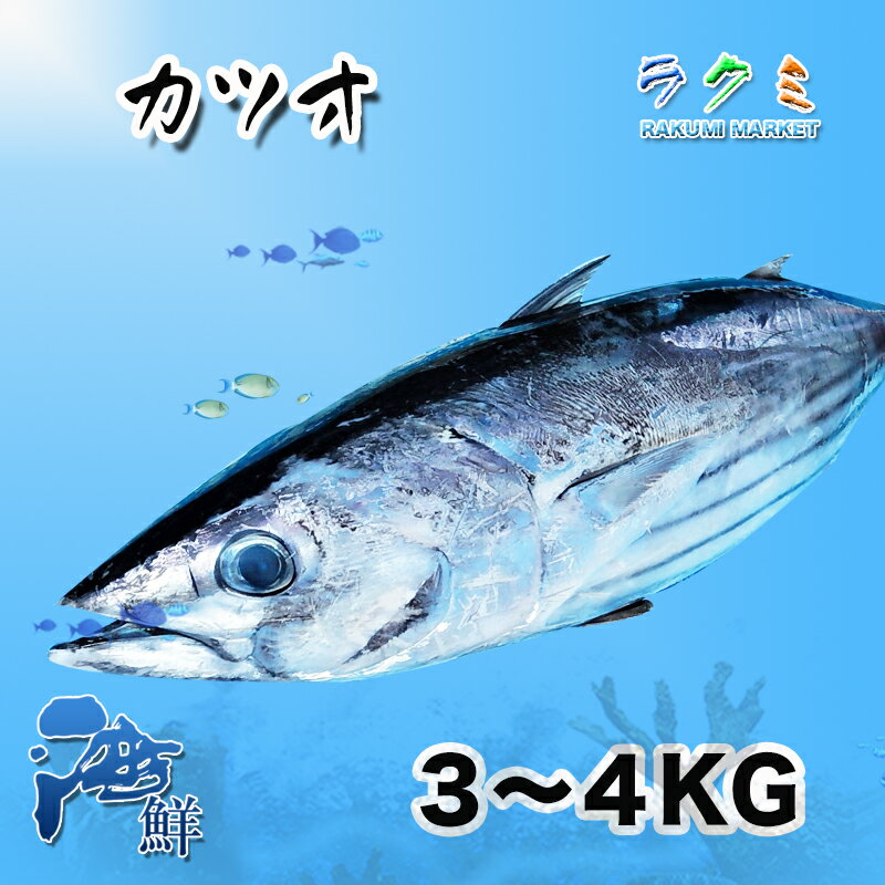 商品詳細 名称 カツオ 内容量 1尾（ 約3〜4kg） 保存方法 冷蔵 産地名 千葉県など 商品詳細 カツオはアミノ酸価が高く、DHAが多く含まれています。 新鮮なので、お刺身に最適です！ ねぎ・大葉・みょうが等の薬味を乗せて、お召し上がり頂くと何とも言えない至高の味を楽しめます。 お刺身が残ったら、簡単調理で生姜焼きにも出来るので大変便利です。 また、カツオのたたきや、揚げ物、煮物などでも美味しく頂ける最高のお魚です！ ぜひこの機会にお試し頂きたいオススメ商品です！ 配送方法 ヤマト運輸のクール便※こちらの商品は冷蔵便での発送となります。 冷凍商品と同梱出来ませんので、ご了承お願い致します。 賞味期限 冷蔵保存で2日以内にお召し上がりください。 備　考 ※写真はイメージです。計量致しますので、実際の商品の見た目とは多少異なる場合が御座います。 ※日時指定の場合、天候（時化などによる入荷の遅れ）・配送上の都合により指定された通りにお届けできない場合がありますので、基本は日付指定はお受けできません。ご理解下さい。 上記をご了承頂ける方のみ日付指定をお受け致します。その場合、指定は10日以内でお願い致します。 ※日付指定優先の場合、入荷状況により予告なくメーカーが変更になる場合が御座います。 その場合発送時、メールでご連絡させて頂きます。