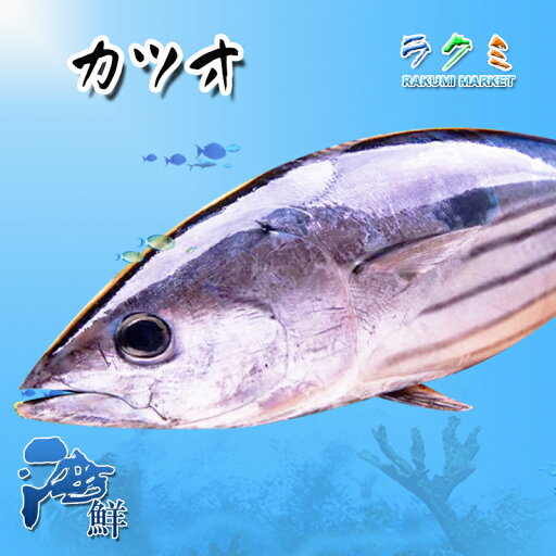 【厳選仕入】カツオ 1尾(約2~3kg)まるごと1本 一本釣り 千葉県産 かつお 鰹 刺身 たたき 揚げたたき ぬた 漬け 塩切り 【厳選仕入】カツオ 1尾(約2~3kg)まるごと1本 一本釣り 千葉県産 かつお 鰹 刺身 たたき 揚げたたき ぬた 漬け 塩切り