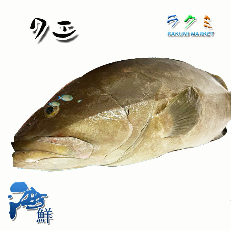 クエ アラ 約6〜7kg くえ 幻の魚 超高級魚 刺身 鍋 塩焼き 御歳暮 お祝い 贈り物