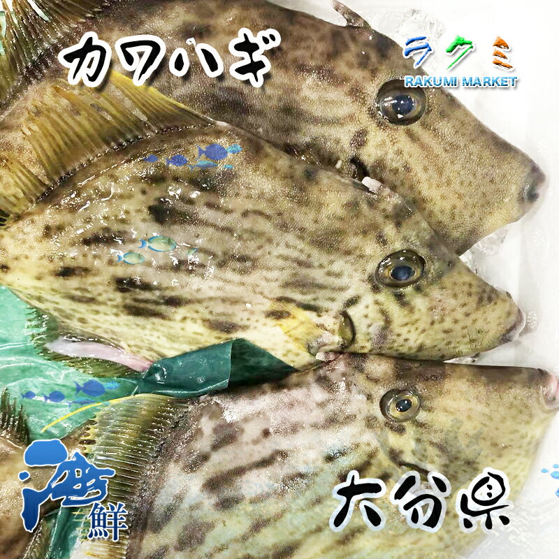 カワハギ 1kg (約3〜5尾) かわはぎ 刺身 みそ汁ちり トマト煮込み 塩焼き 唐揚げ