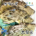 商品詳細 名称 カワハギ 内容量 1kg (約3〜5尾) 保存方法 冷蔵 産地名 大分県産 商品詳細 肝をしょうゆに溶かし込んで食べると非常にうまい。 酢みそと肝のまったりした味わいが非常においしい。 すき焼きと同じようにしらたき、豆腐、ねぎなどが合う。酒の肴にも向くが、むしろご飯のおかずとして優秀だ。 ポン酢、柑橘しょうゆなどで食べるといい。 ぜひこの機会にお試し頂きたいオススメ商品です！ 配送方法 ヤマト運輸のクール便※こちらの商品は冷凍便での発送となります。 冷蔵商品と同梱出来ませんので、ご了承お願い致します。 賞味期限 冷蔵保存で2日以内にお召し上がりください。 備　考 ※写真はイメージです。計量致しますので、実際の商品の見た目とは多少異なる場合が御座います。 ※日時指定の場合、天候（時化などによる入荷の遅れ）・配送上の都合により指定された通りにお届けできない場合がありますので、基本は日付指定はお受けできません。ご理解下さい。 上記をご了承頂ける方のみ日付指定をお受け致します。その場合、指定は10日以内でお願い致します。 ※日付指定優先の場合、入荷状況により予告なくメーカーが変更になる場合が御座います。 その場合発送時、メールでご連絡させて頂きます。