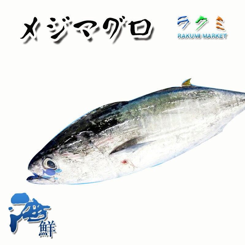 生メジマグロ 約6〜7kg マグロの王様 めじまぐろ 刺身 煮物 テーキ 竜田揚げ 北海道 九州