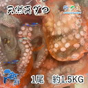 活 天然 真 ダコ 1尾 約1.5〜2kg 三重 愛知 千葉県産 ...