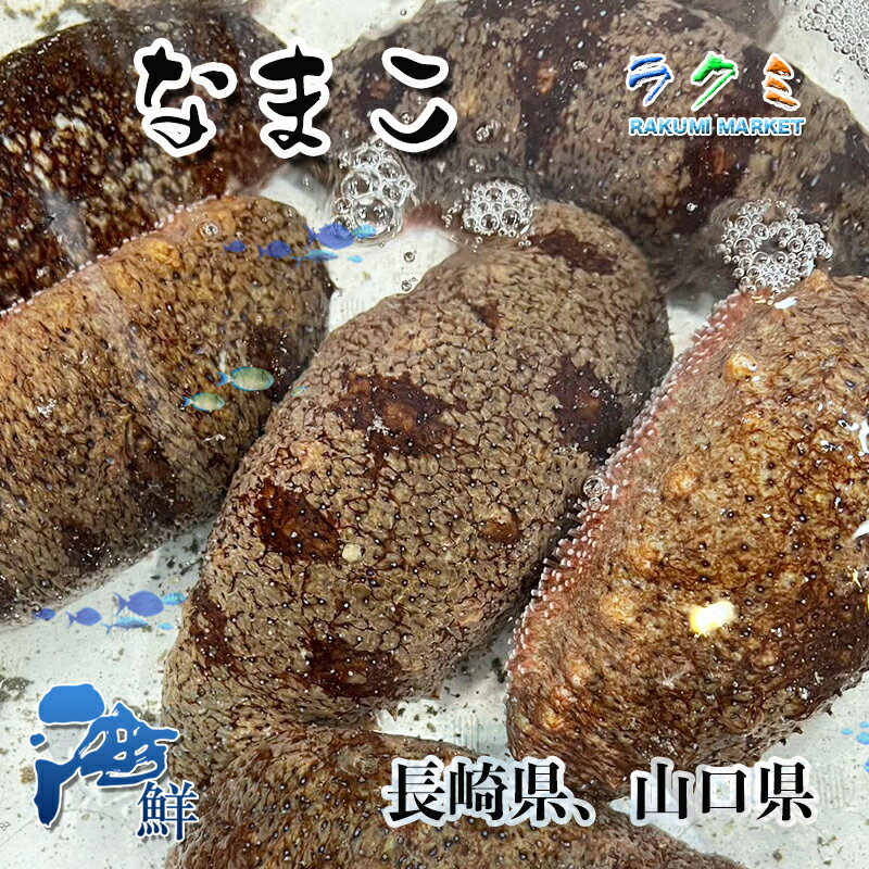 なまこ 3kg ナマコ 長崎県産 刺身 酢のもの 煮る 高級食材