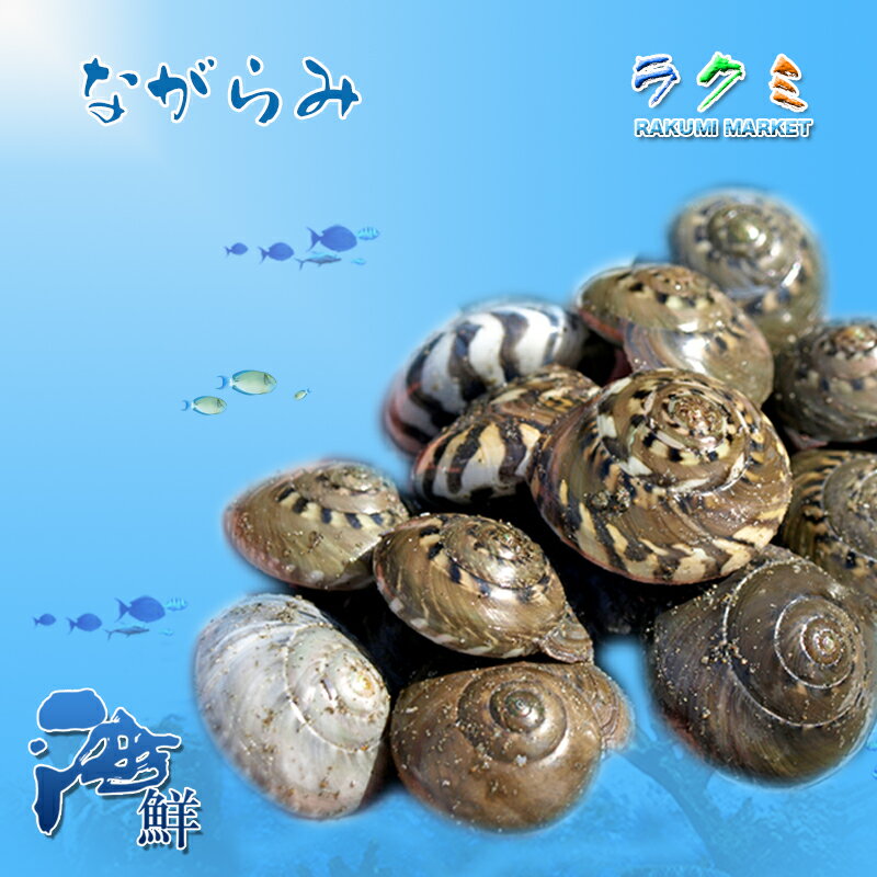 業務用 稀少 天然 千葉県 九十九里産 貝 生ながらみ 10kg お祝い バーベキュー 巻貝