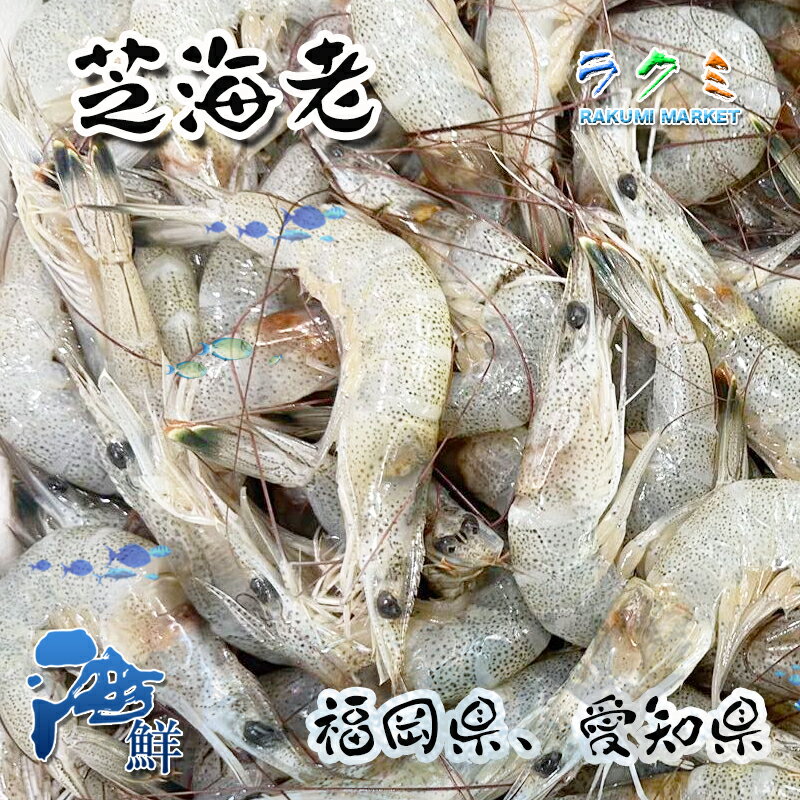 芝海老 しばえび 500g 天ぷら 唐揚げ 塩ゆで しょうゆ煮 アヒージョ かぶら蒸し 塩焼き 炊き込みご飯