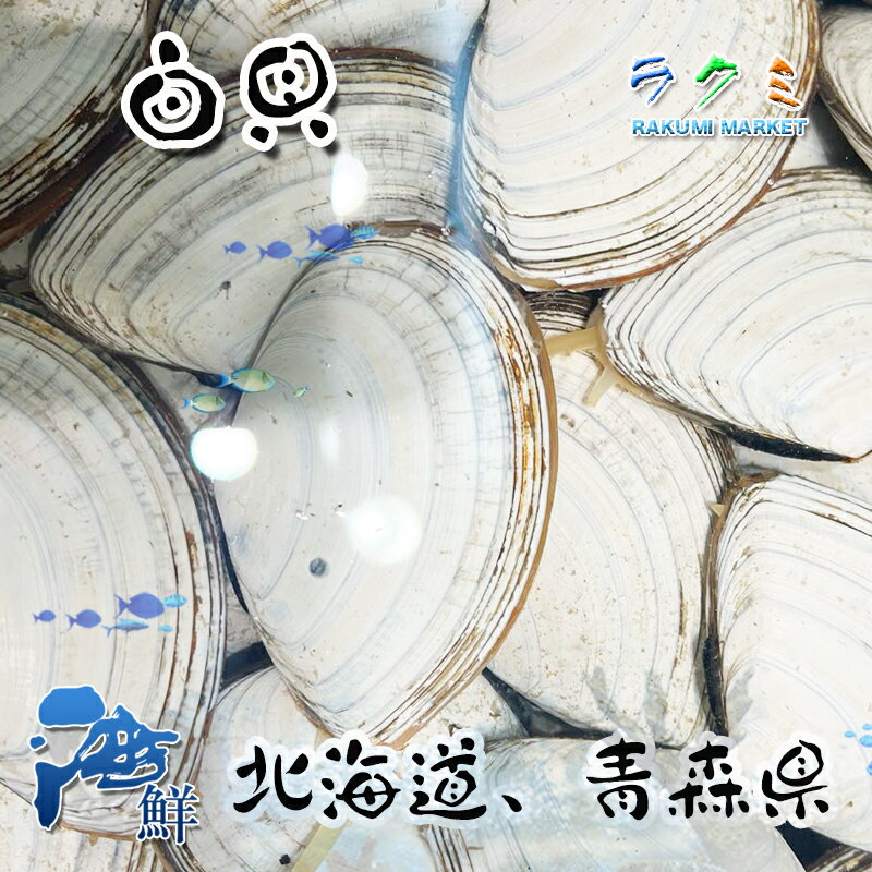活白貝 約1kg ( 1個 約40-60g ) シロガイ 貝 北海道 野菜炒め 刺身 酢のもの ワイン蒸し