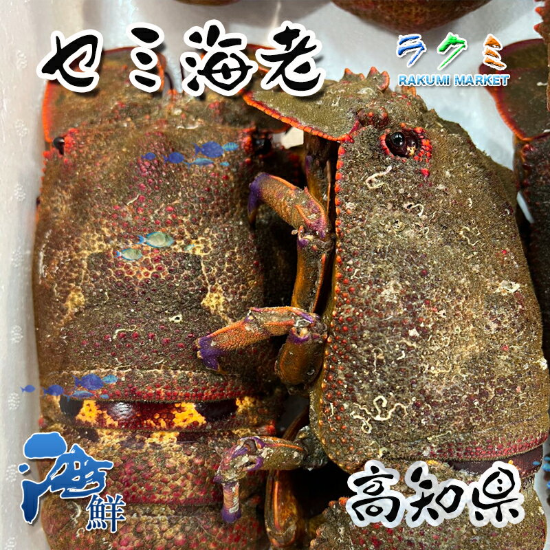 セミ海老 せみえび 1尾 約700g 高知県 刺身 汁 煮る ゆでる 焼く 2尾