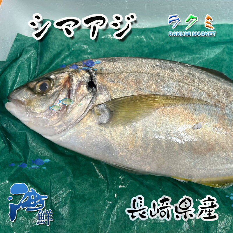 高級 シマアジ 活〆 1-1.2kg 鯵 しまあじ 刺身 塩焼き 唐揚げ 中華風スープ